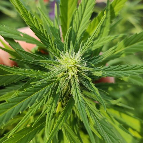 Lockdown Kush growlog timeline photo
