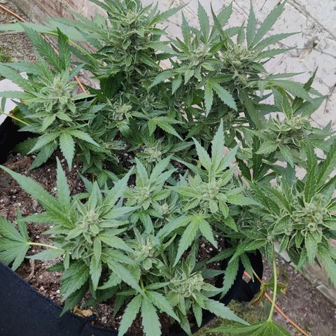 Hindu Kush growlog timeline photo