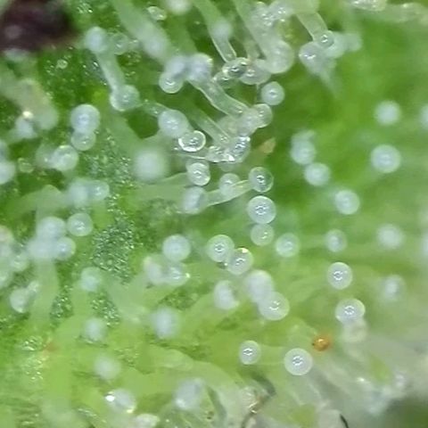 Hindu Kush growlog timeline photo