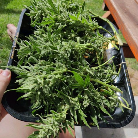 Hindu Kush growlog timeline photo