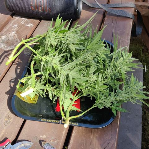 Hindu Kush growlog timeline photo