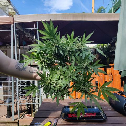 Hindu Kush growlog timeline photo