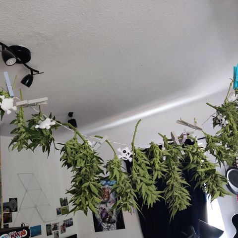 Hindu Kush growlog timeline photo