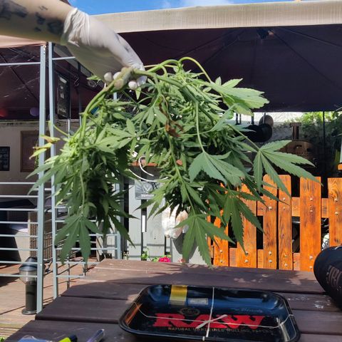 Hindu Kush growlog timeline photo