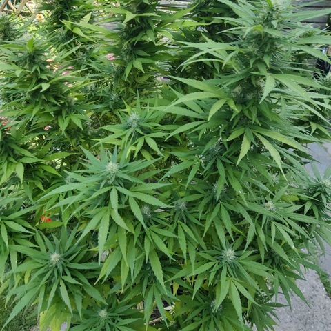 Lockdown Kush growlog timeline photo