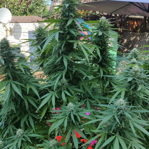 Lockdown Kush growlog timeline photo