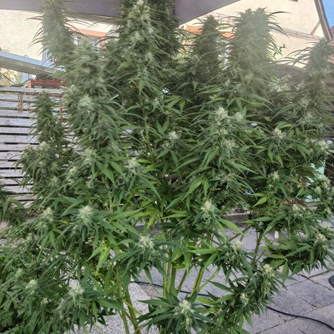 Lockdown Kush growlog timeline photo