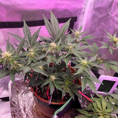 Cuba libre  growlog timeline photo