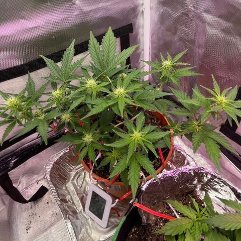 Cuba libre  growlog timeline photo