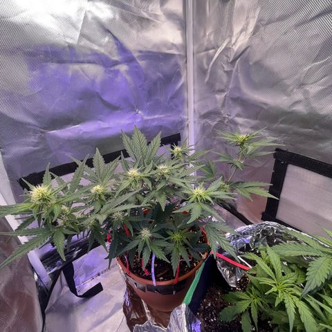 Cuba libre  growlog photo: Last feed with open sesame today. Getting her ready for beastie bloomz. Feed to a ppm of 850 today. 