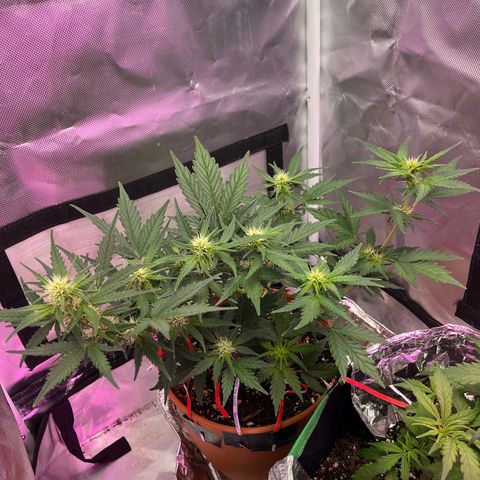 Cuba libre  growlog photo: Last feed with open sesame today. Getting her ready for beastie bloomz. Feed to a ppm of 850 today. 
