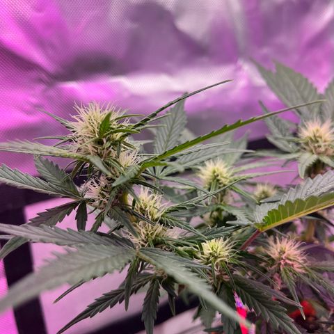 Cuba libre  growlog timeline photo
