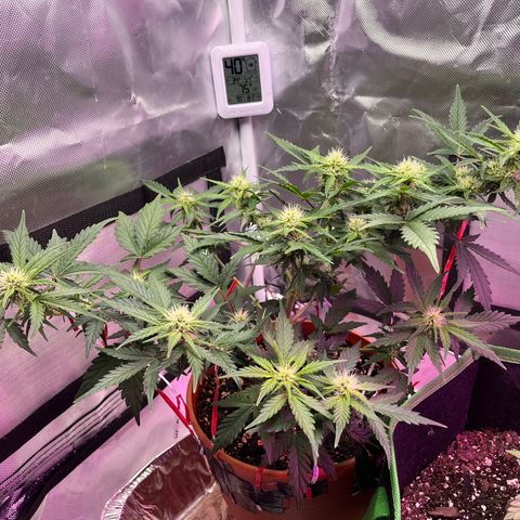 Cuba libre  growlog timeline photo