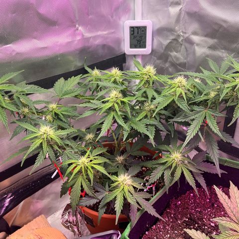Cuba libre  growlog photo: Day 47 for this beauty. 22 days since she started showing her sex. 
