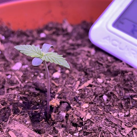 Cuba libre  growlog timeline photo