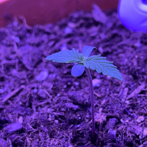 Cuba libre  growlog timeline photo