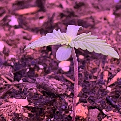 Cuba libre  growlog photo: Day 5