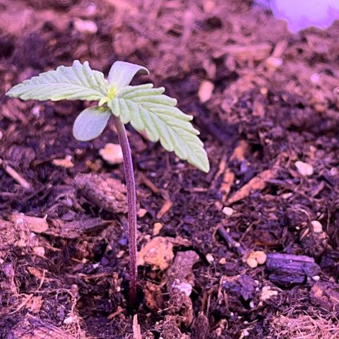 Cuba libre  growlog timeline photo