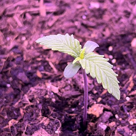 Cuba libre  growlog timeline photo