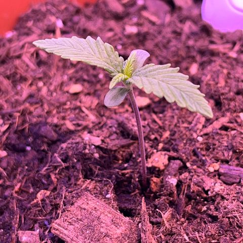 Cuba libre  growlog timeline photo