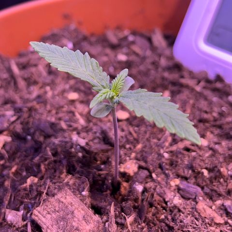 Cuba libre  growlog timeline photo
