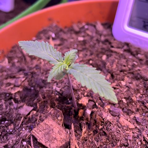 Cuba libre  growlog photo: Day 10