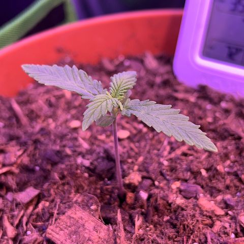 Cuba libre  growlog timeline photo