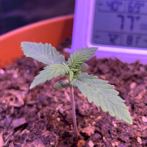 Cuba libre  growlog timeline photo