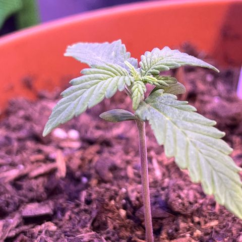 Cuba libre  growlog timeline photo