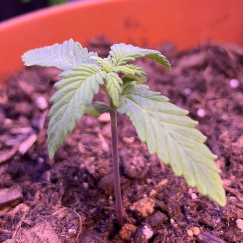 Cuba libre  growlog timeline photo