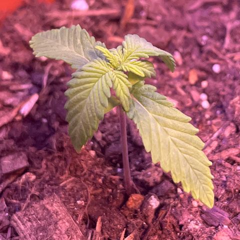 Cuba libre  growlog photo: Day 15