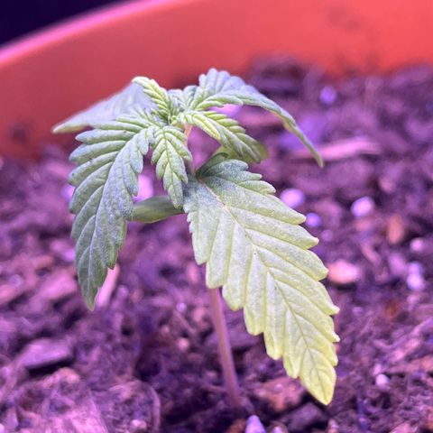 Cuba libre  growlog timeline photo
