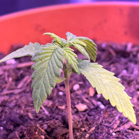 Cuba libre  growlog timeline photo