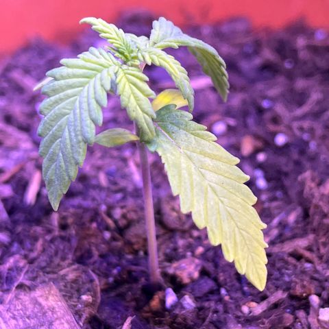 Cuba libre  growlog timeline photo