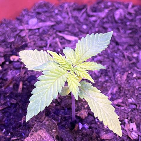 Cuba libre  growlog timeline photo