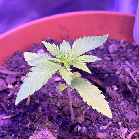 Cuba libre  growlog photo: Day 20