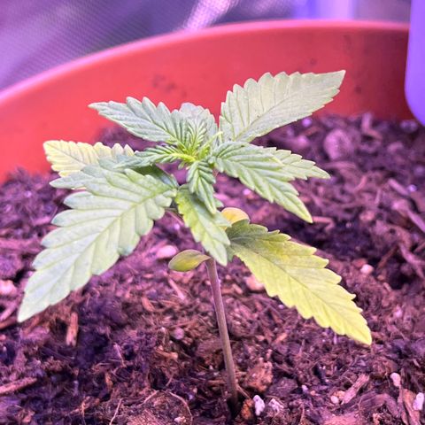 Cuba libre  growlog timeline photo