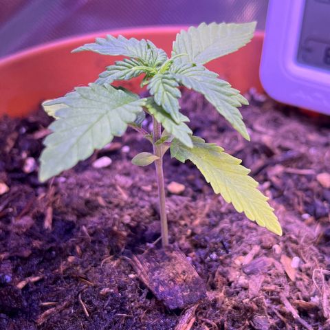 Cuba libre  growlog timeline photo