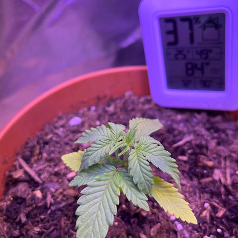 Cuba libre  growlog timeline photo