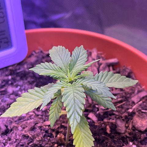 Cuba libre  growlog timeline photo