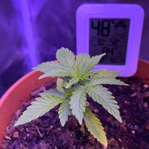 Cuba libre  growlog photo: Day 25