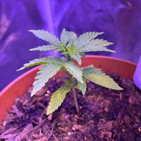 Cuba libre  growlog timeline photo