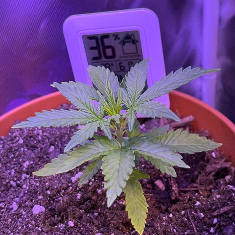Cuba libre  growlog timeline photo