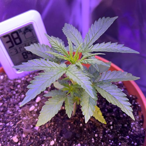 Cuba libre  growlog timeline photo