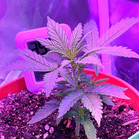 Cuba libre  growlog timeline photo