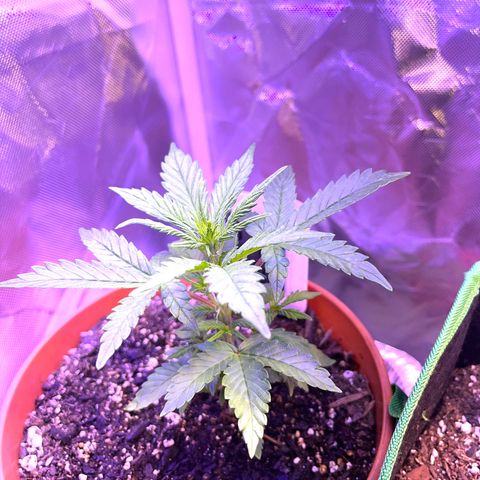 Cuba libre  growlog photo: Day 30