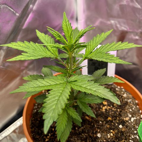Cuba libre  growlog timeline photo