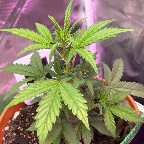 Cuba libre  growlog timeline photo