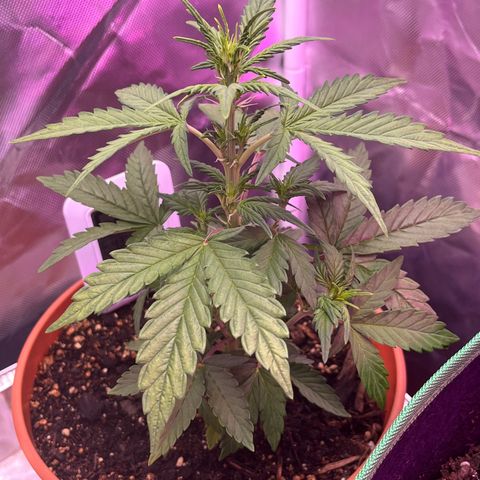 Cuba libre  growlog timeline photo