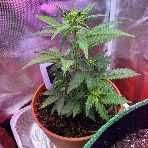 Cuba libre  growlog timeline photo